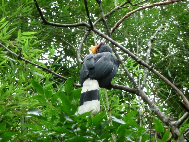 Rhinoceros Hornbill (3).JPG